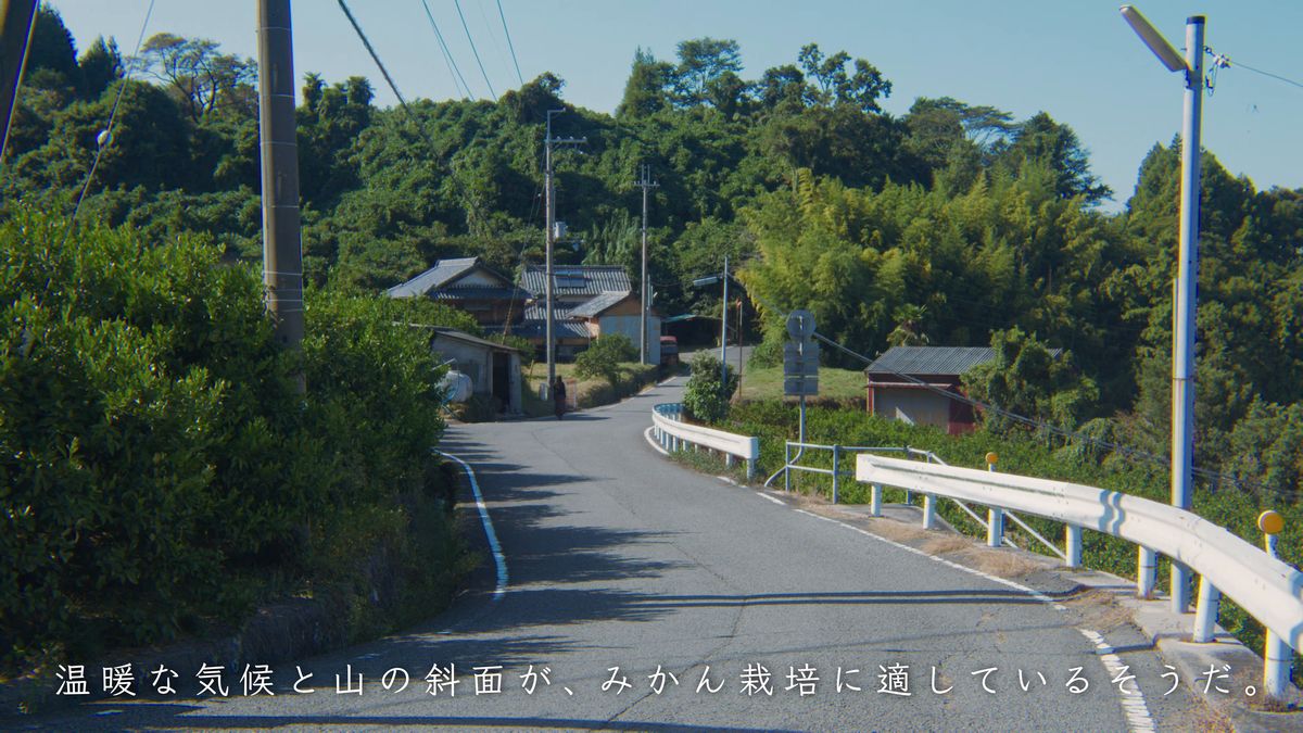 みかん畑の間を縫う山道