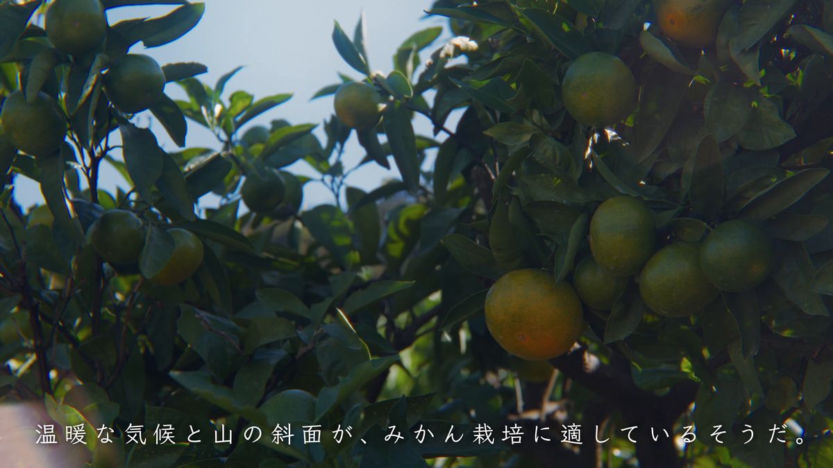 枝に実る色づき始めたみかん