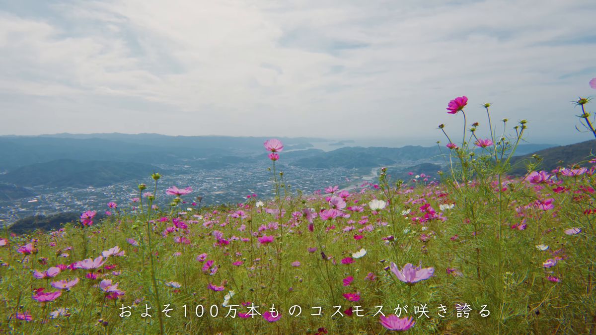 遠くの町を見下ろすコスモス畑