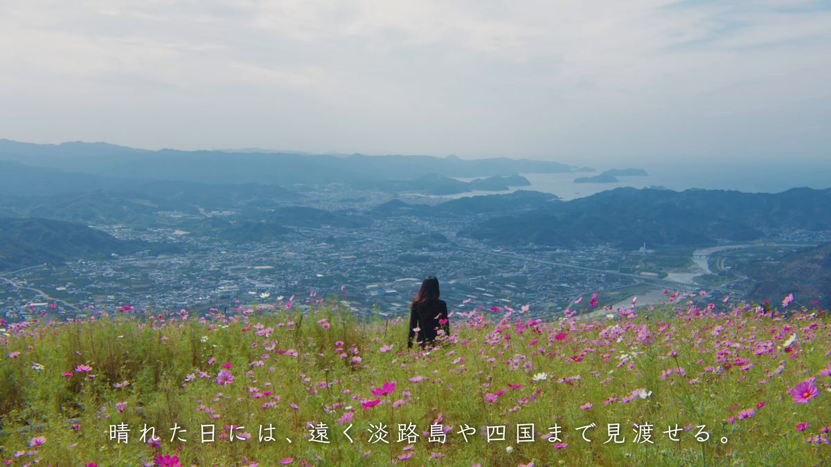 コスモス畑の中に立つ後ろ姿と、遠くの海