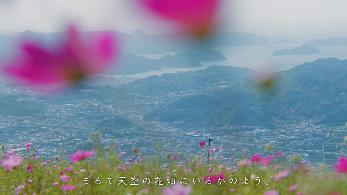 ぼけたコスモス越しに見える町と海