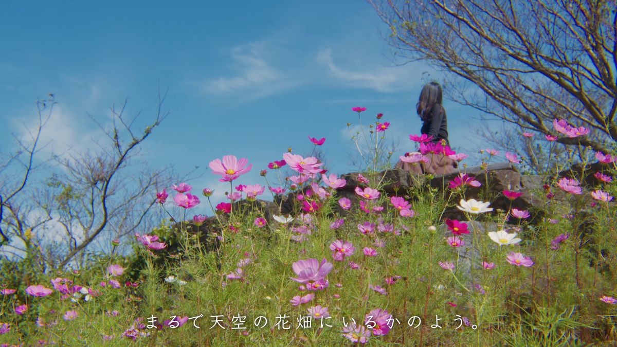 空に向かって咲くコスモスの丘