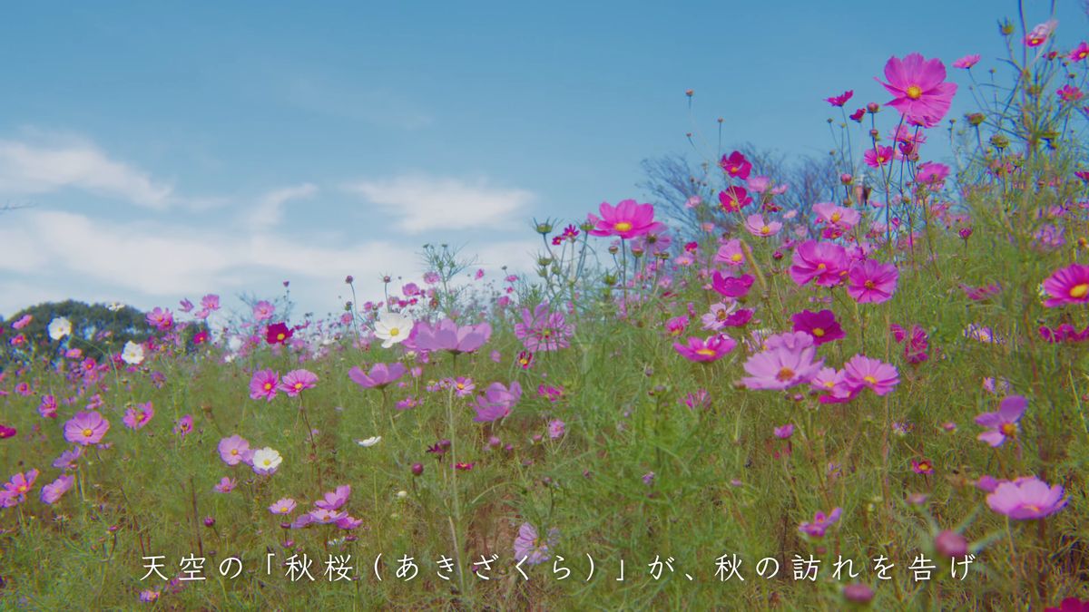 鷲ヶ峰コスモスパーク