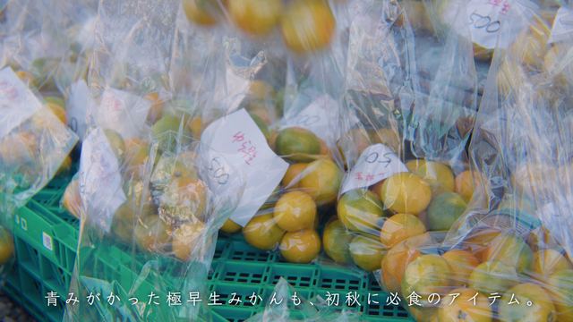 Yura Wase, an extra-early mandarin