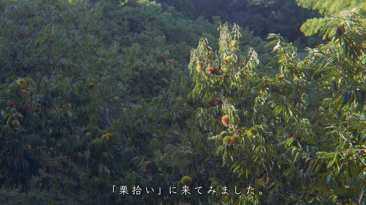 イガをつけた栗の木の枝