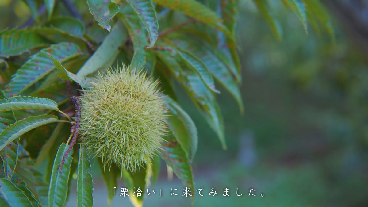 枝に残る青いイガの寄り