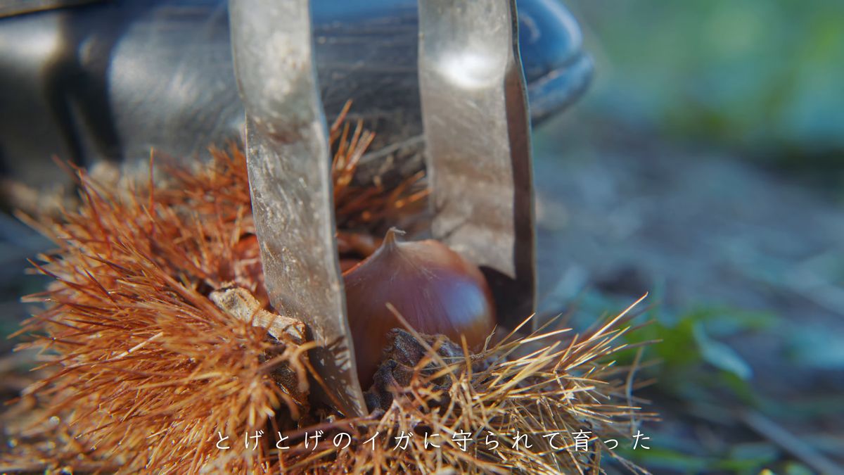 トングでイガから栗を取り出す