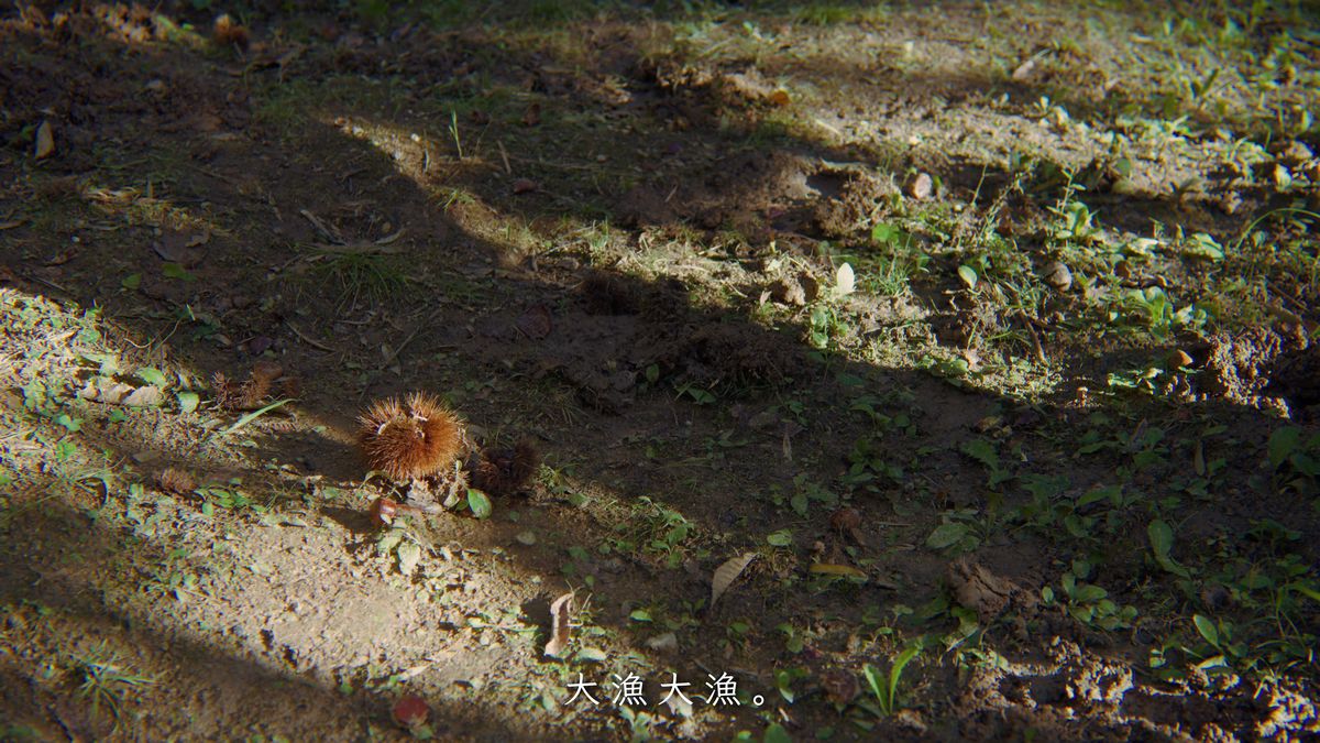 日の当たる地面に落ちたイガ