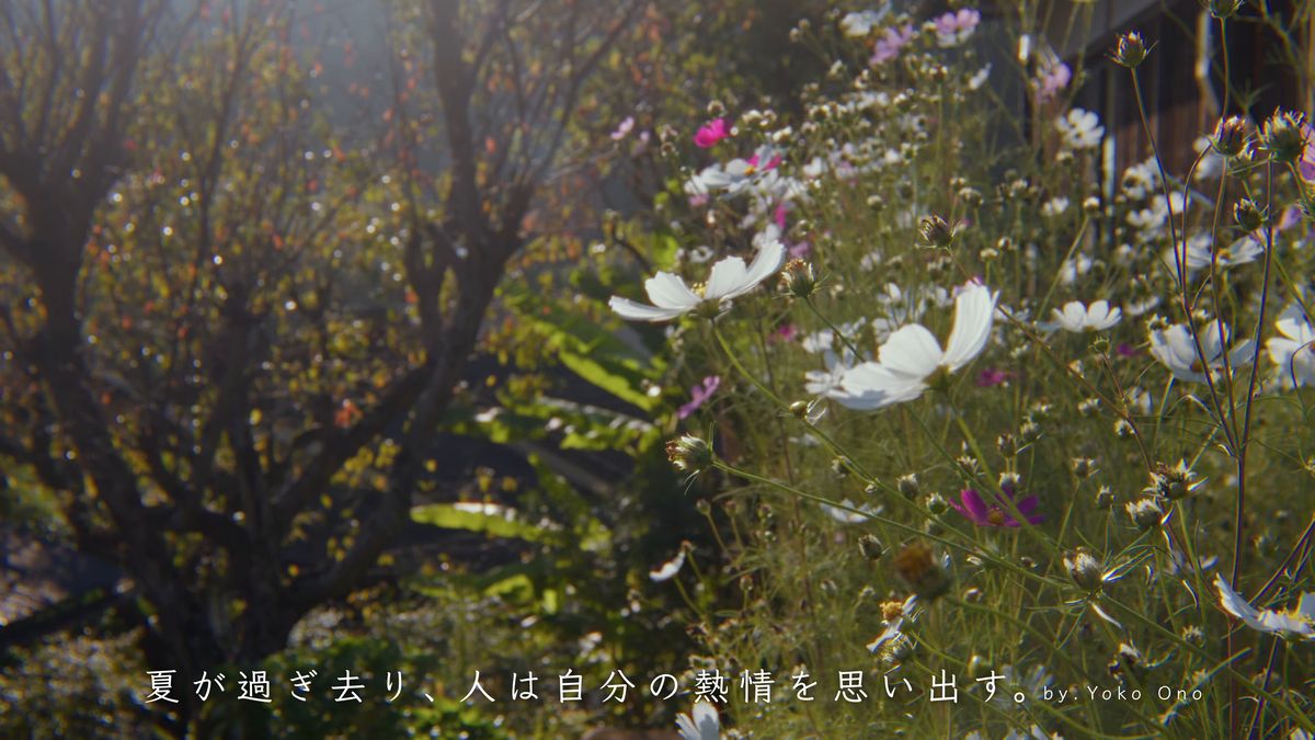 庭に咲くコスモス