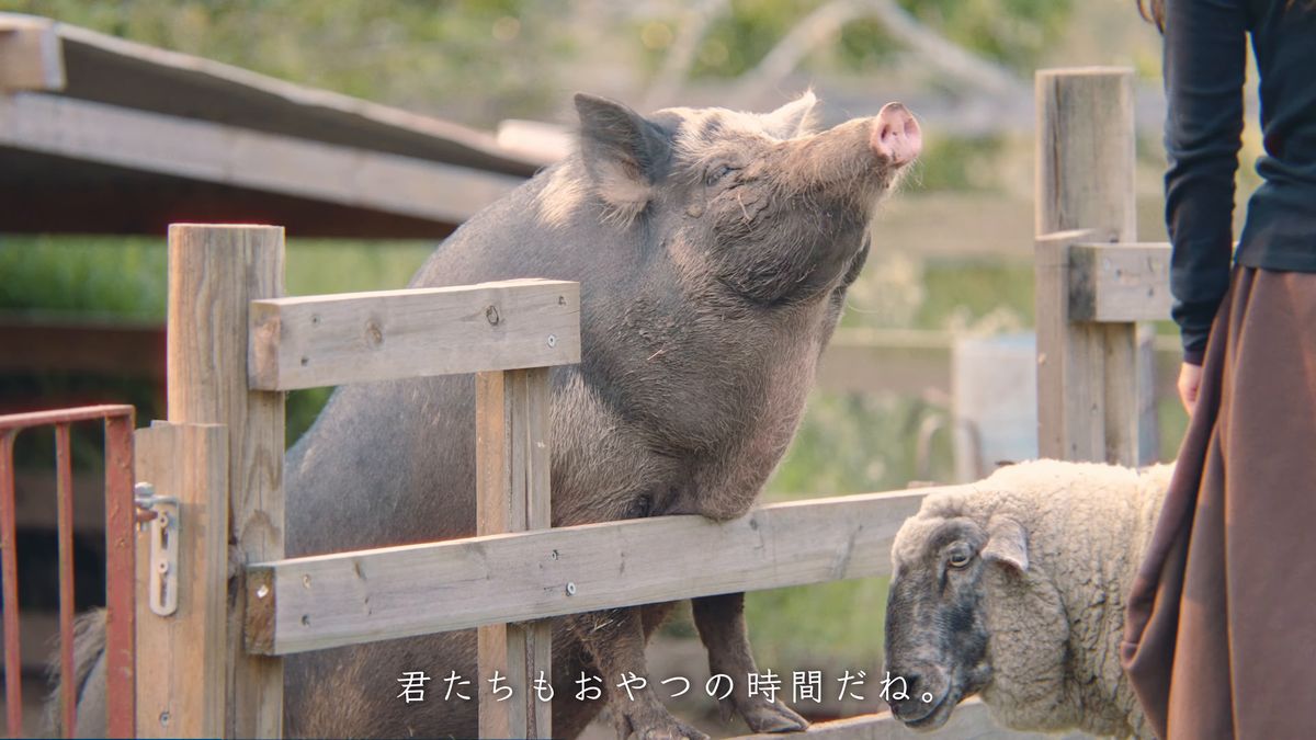 柵から顔を出す豚と羊