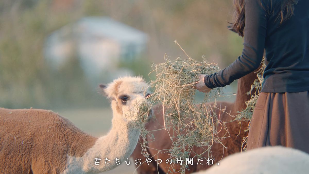 干し草を食べるアルパカ