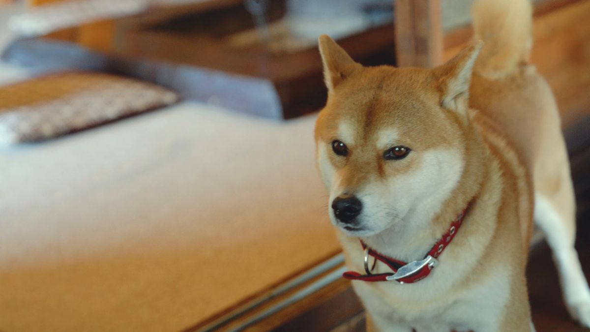 赤い首輪をした柴犬
