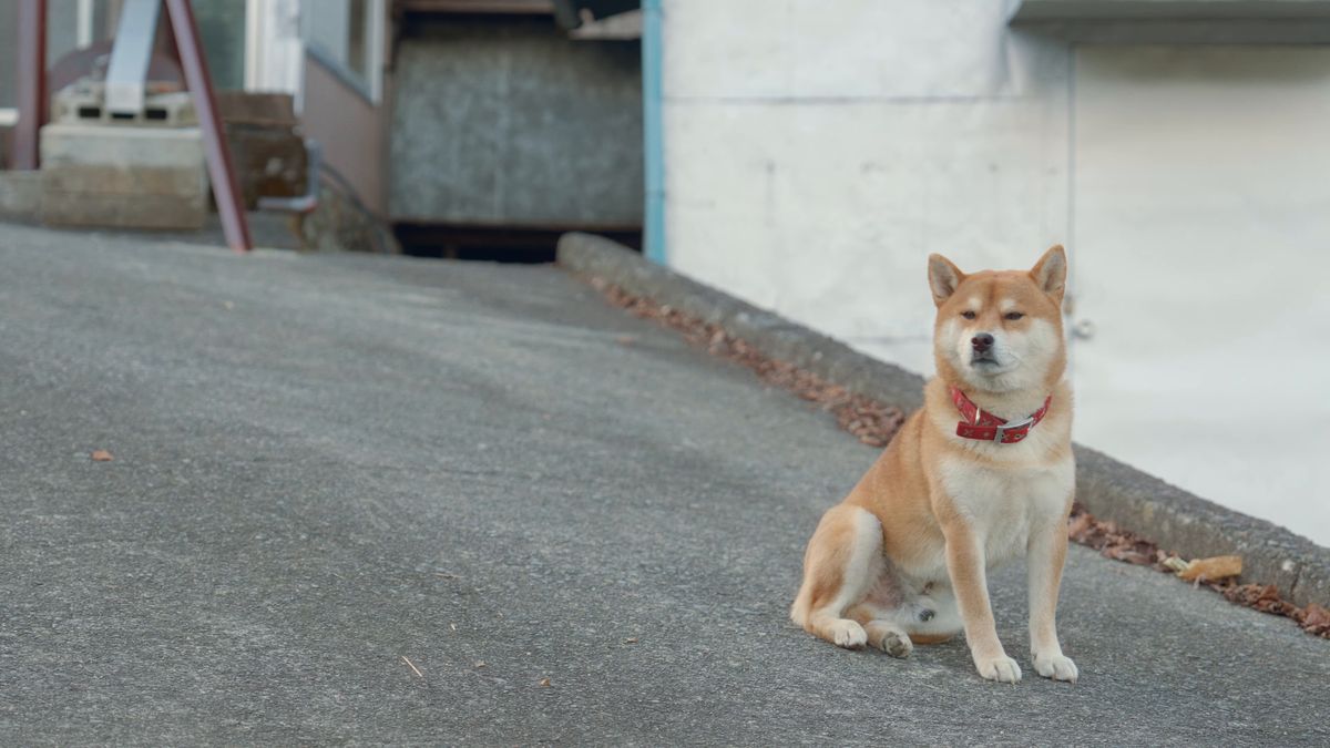 道の真ん中に座る柴犬