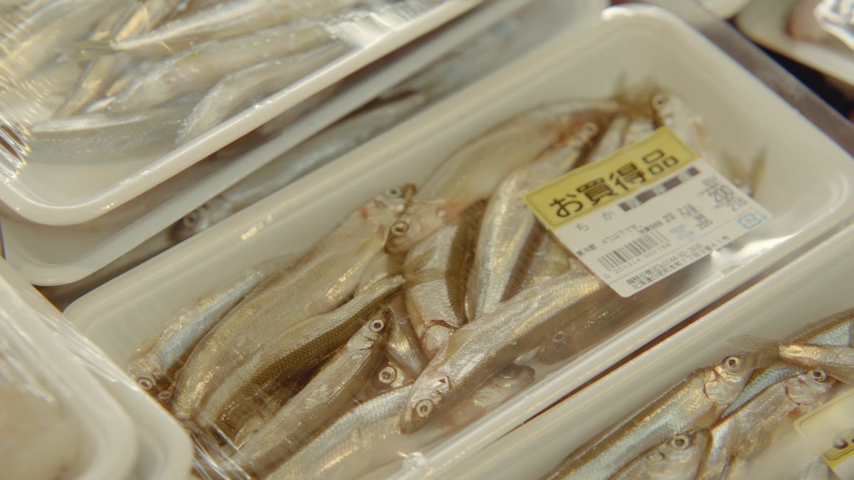 並んだチカのパック