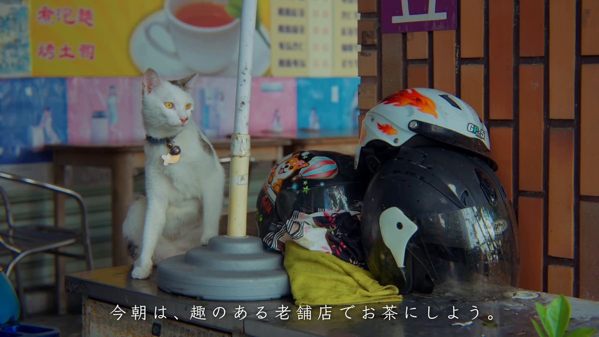 ヘルメットの横でくつろぐ白い猫