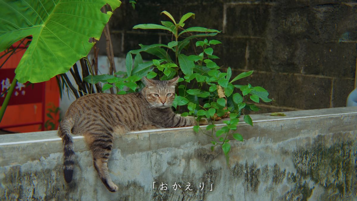 塀の上で寝そべるキジトラの猫