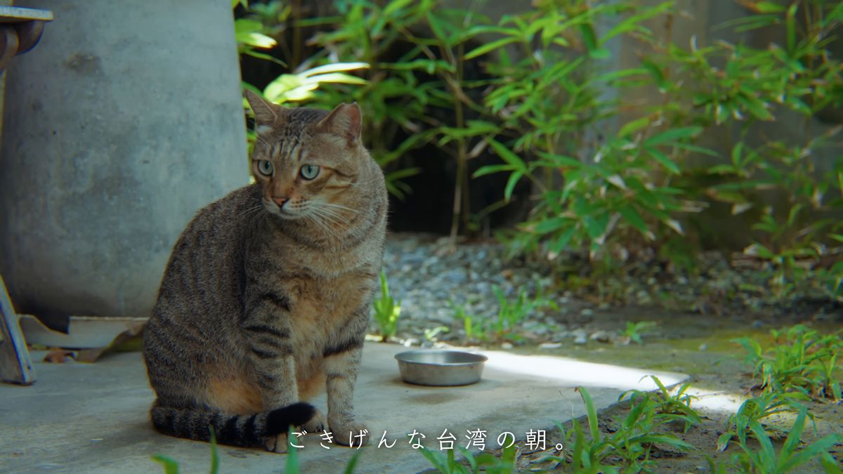 庭先に座るキジトラの猫