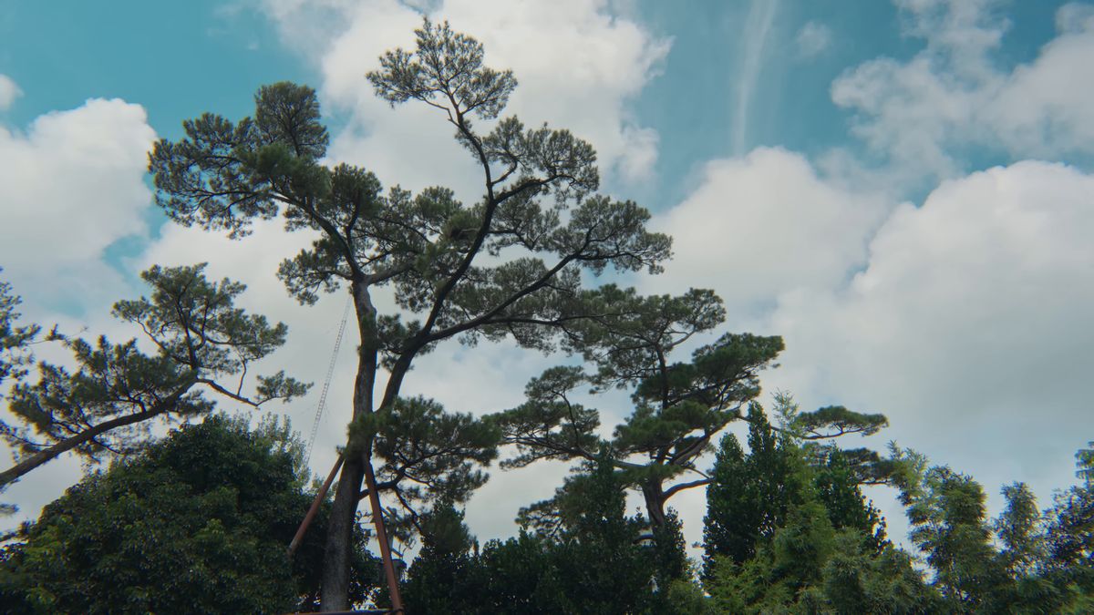 空にのびる琉球松の枝