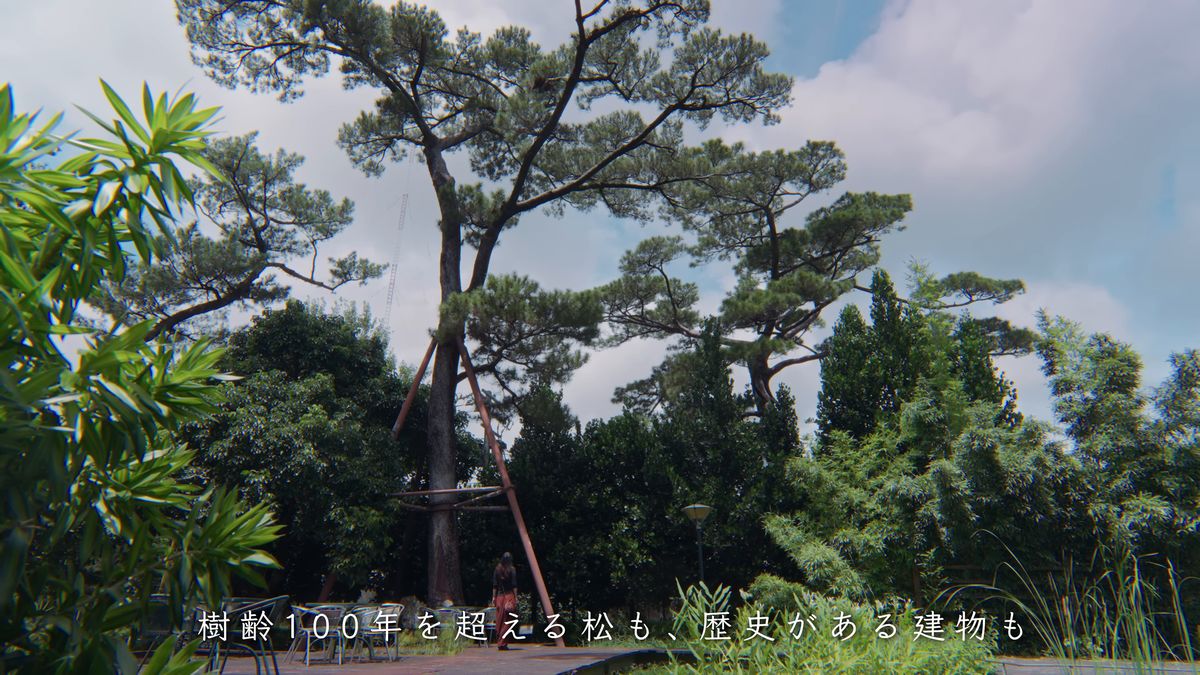 樹齢を重ねた松の大木