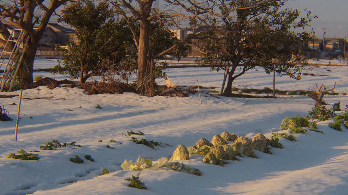 雪に埋もれた畑の野菜