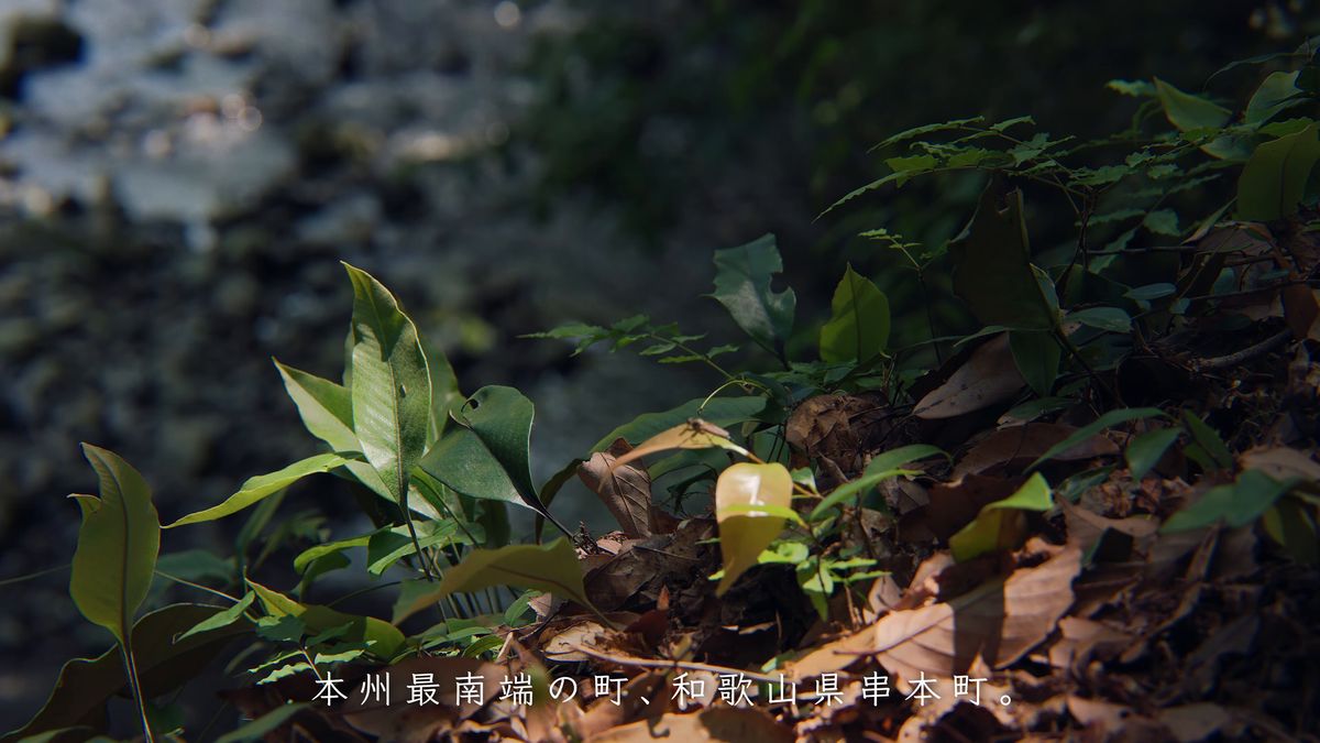 朝の光を受ける緑の葉