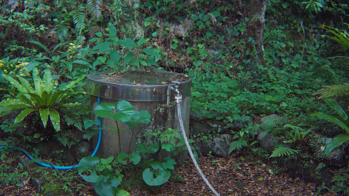 シダに囲まれた山の水を受ける桶