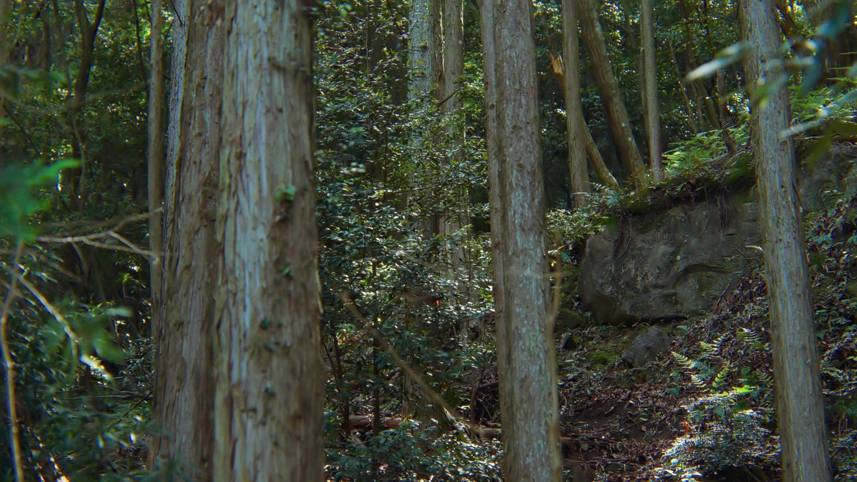 岩と杉の木立