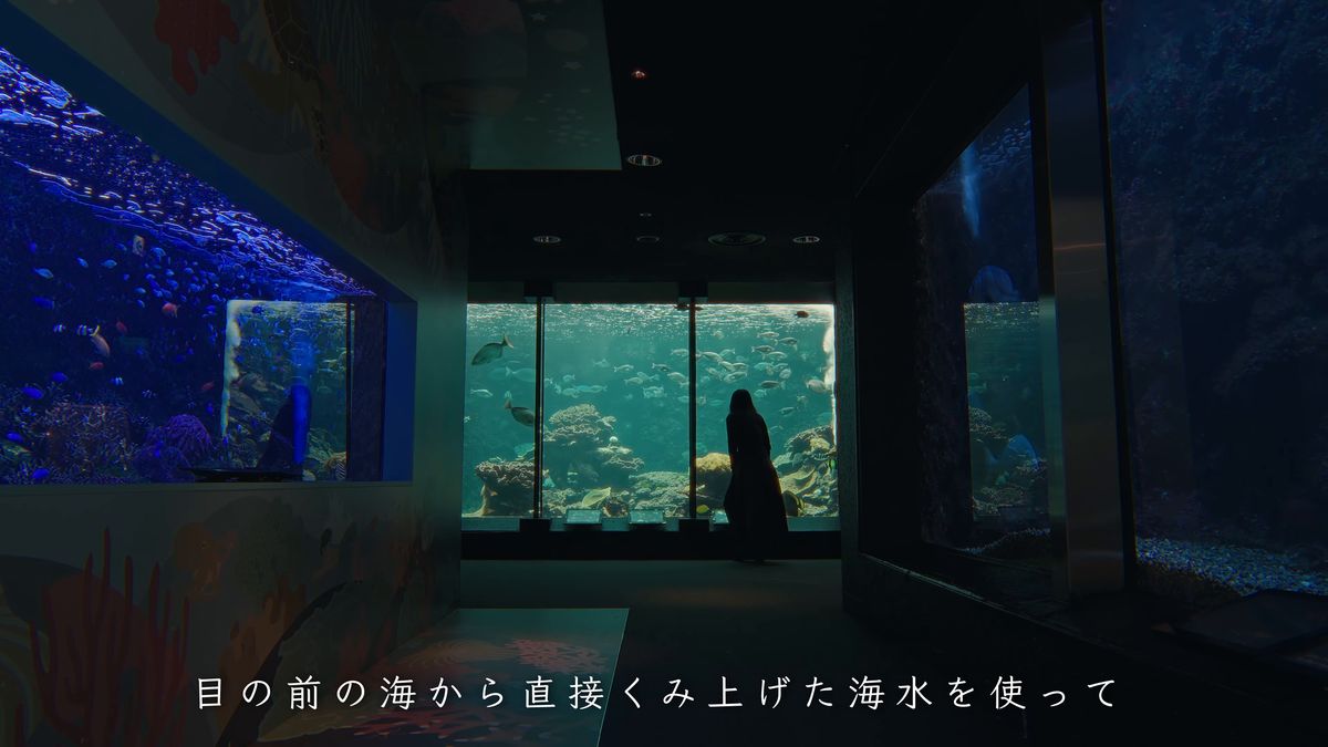 大きな水槽の前に立つ後ろ姿