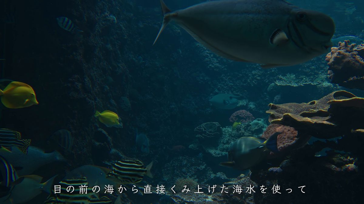 串本の海のサンゴ