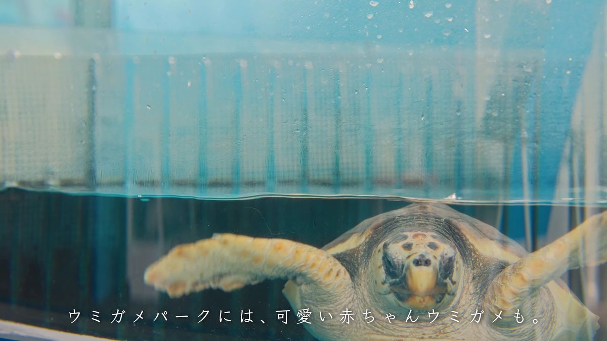 水面の下からこちらをのぞくウミガメの顔