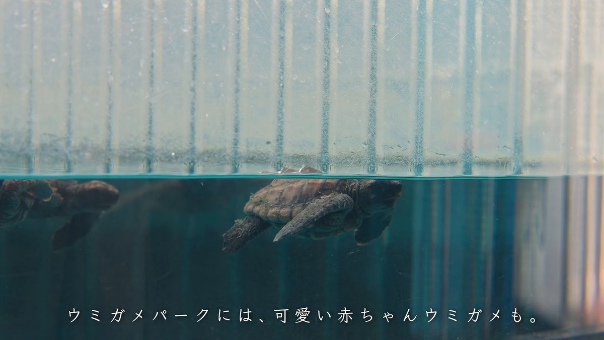 水槽を泳ぐ二匹の小さなウミガメ