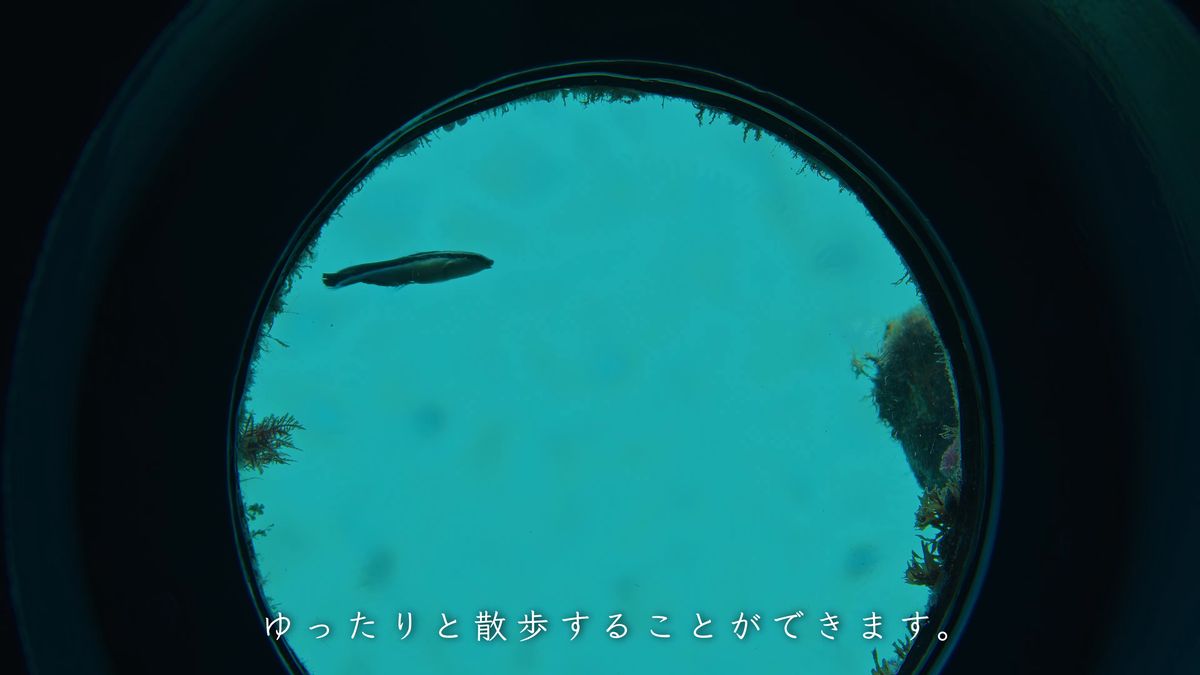 丸窓から見える青い海の中と魚