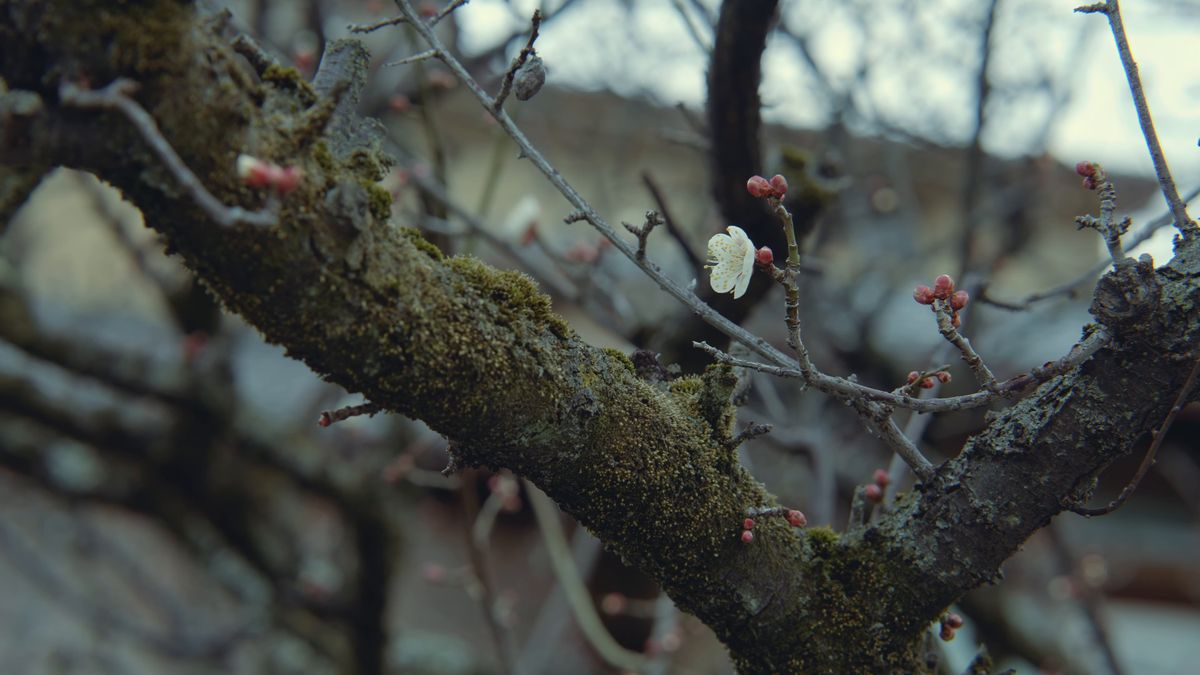 苔むした枝に咲き始めた白い梅