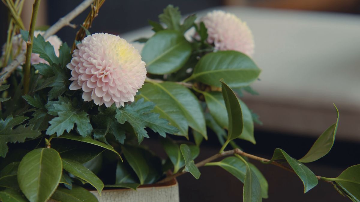 卓に生けた桃色の菊