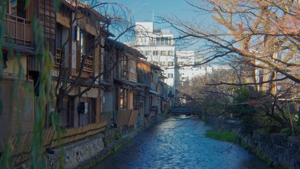 白川沿いに並ぶ町家と、葉を落とした桜