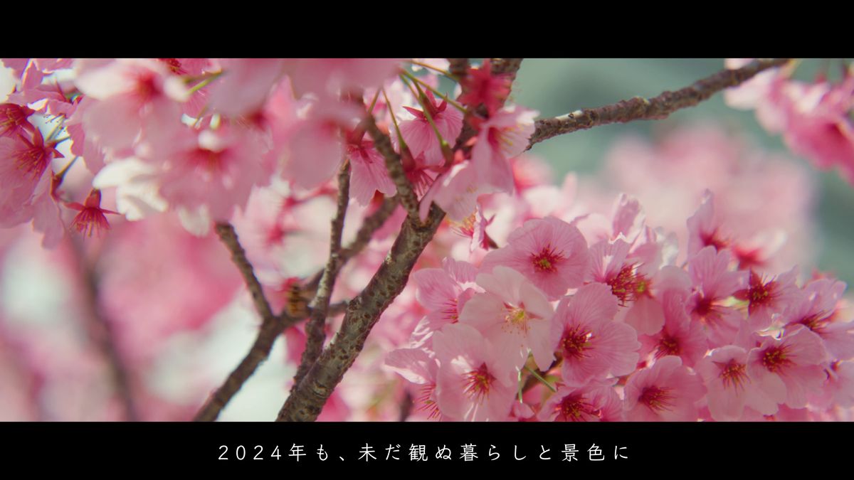 濃い桃色の桜の寄り