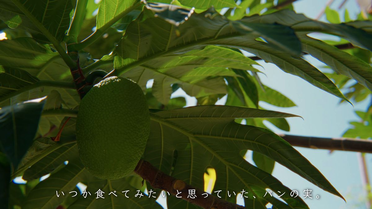 パンの実