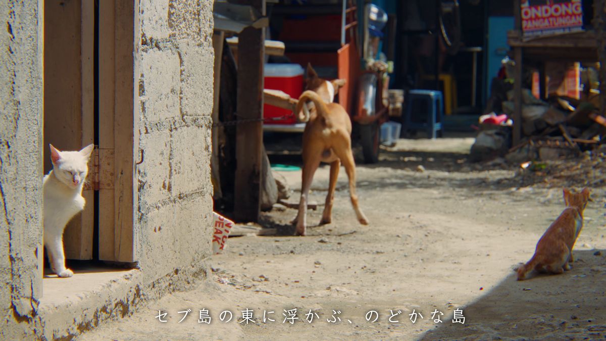 路地の白猫と茶トラの猫、通りかかる犬