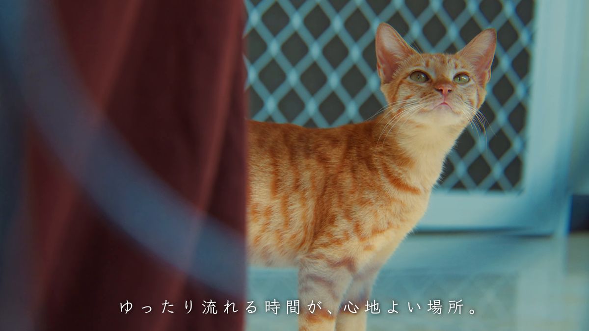 網戸の前でこちらを見上げる茶トラの猫