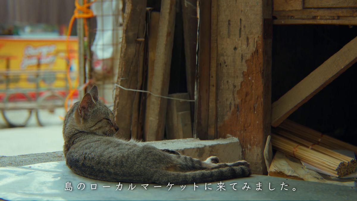 木の台の上で寝そべる虎猫