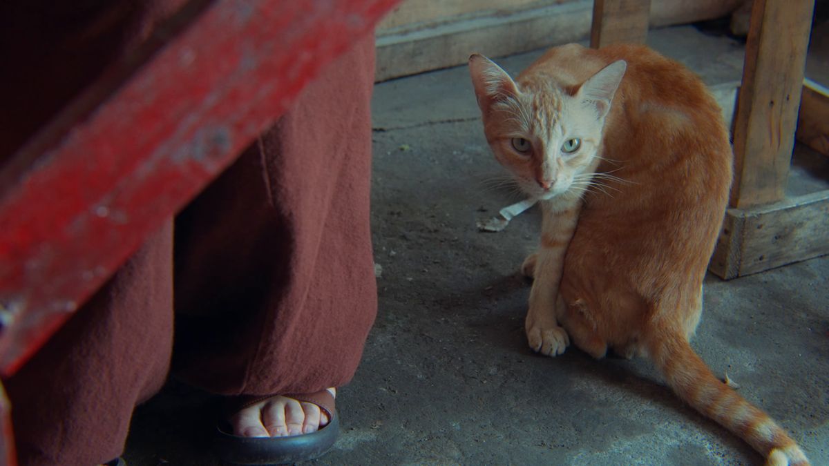 足元に座る茶トラの猫
