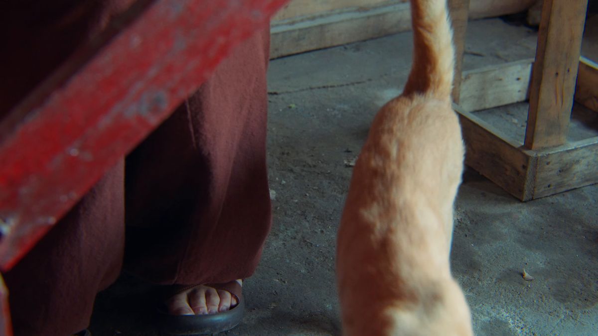 足元をすり抜ける猫のしっぽ