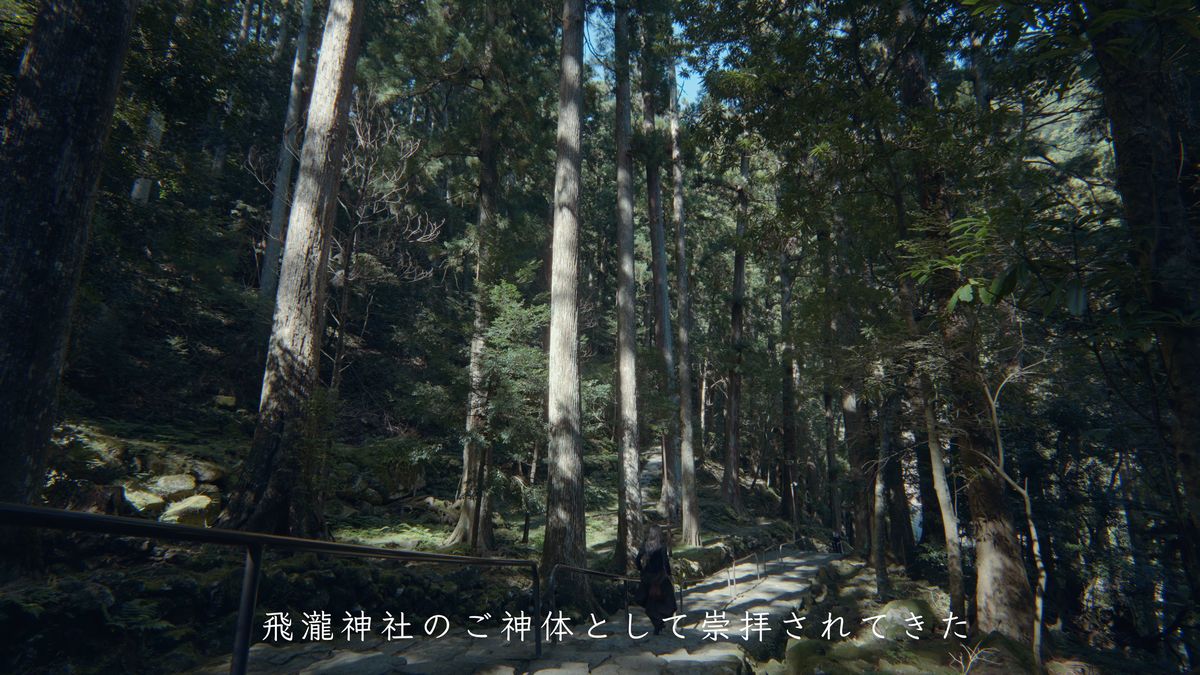 木漏れ日の差す杉並木の参道