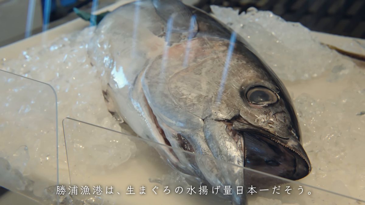 勝浦の生まぐろ