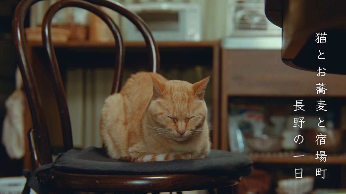 木の椅子の上で目を閉じる茶トラの猫