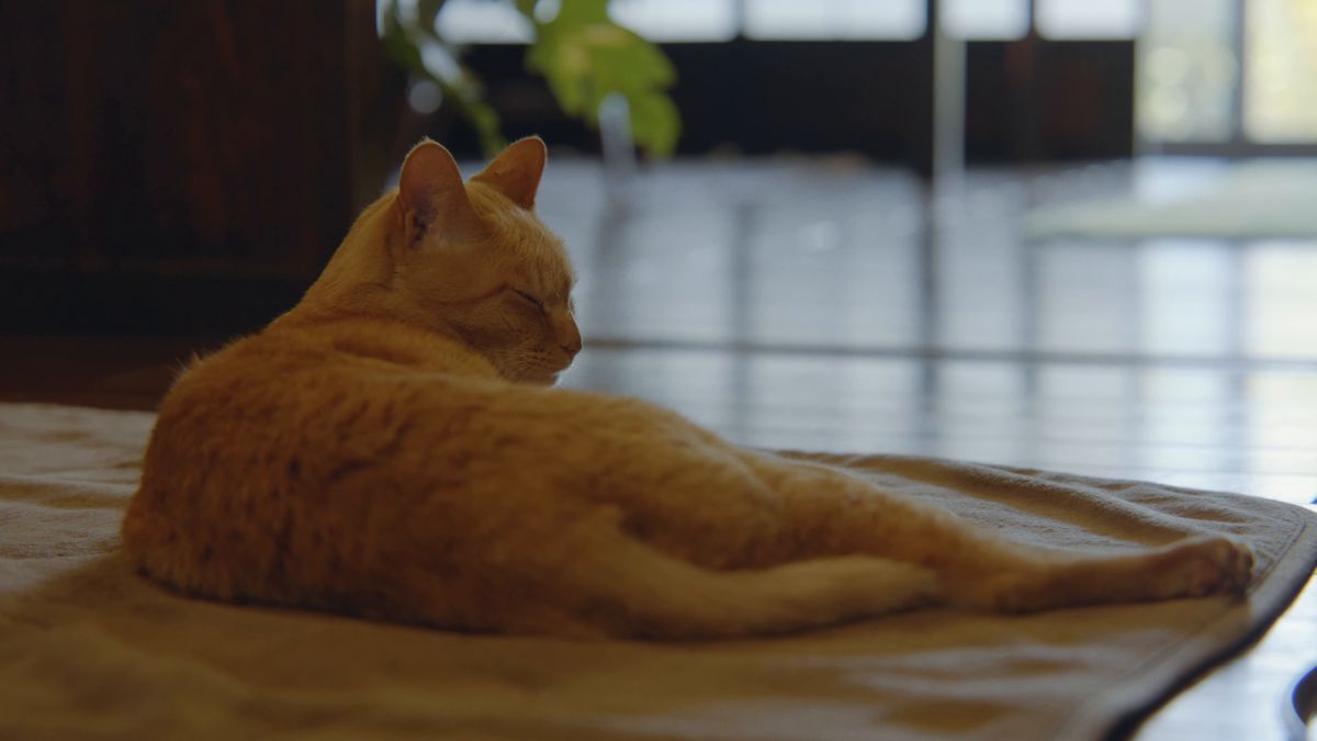 畳の上で寝そべる茶トラの猫