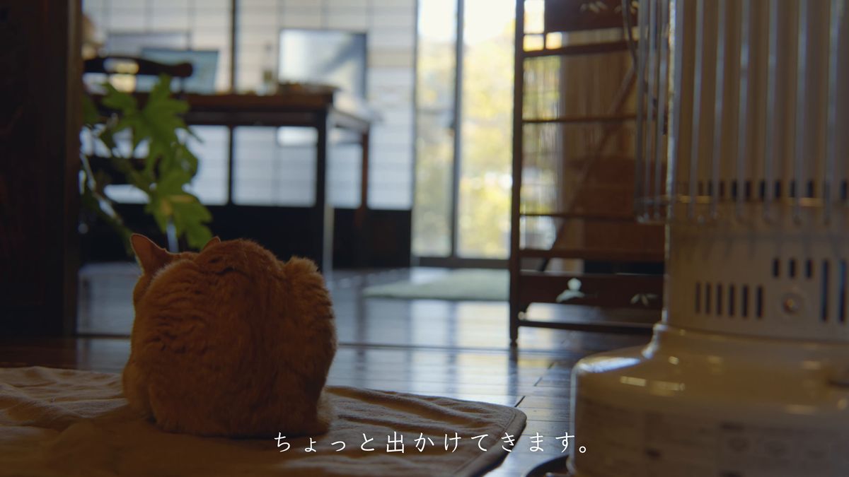 丸くなった猫の背中と石油ストーブ