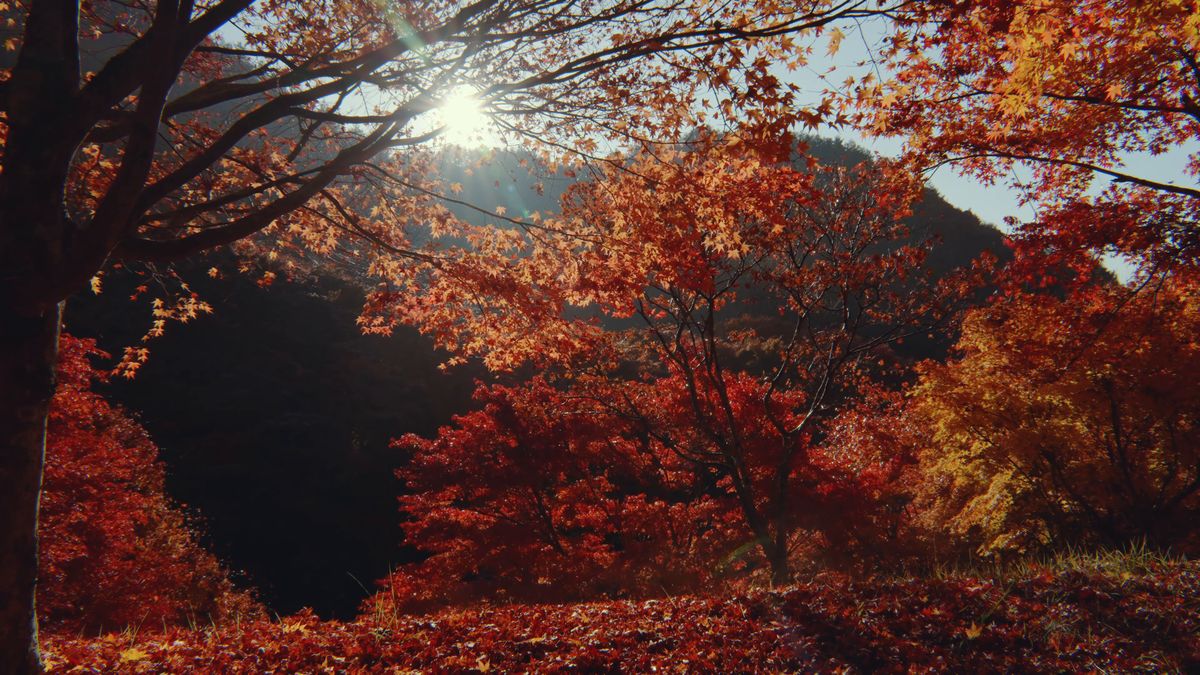 逆光に透ける赤と橙の紅葉と山並み