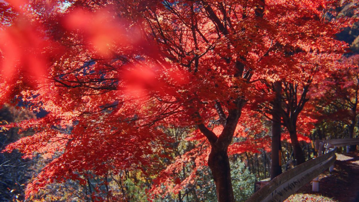 真っ赤に色づいたもみじの枝