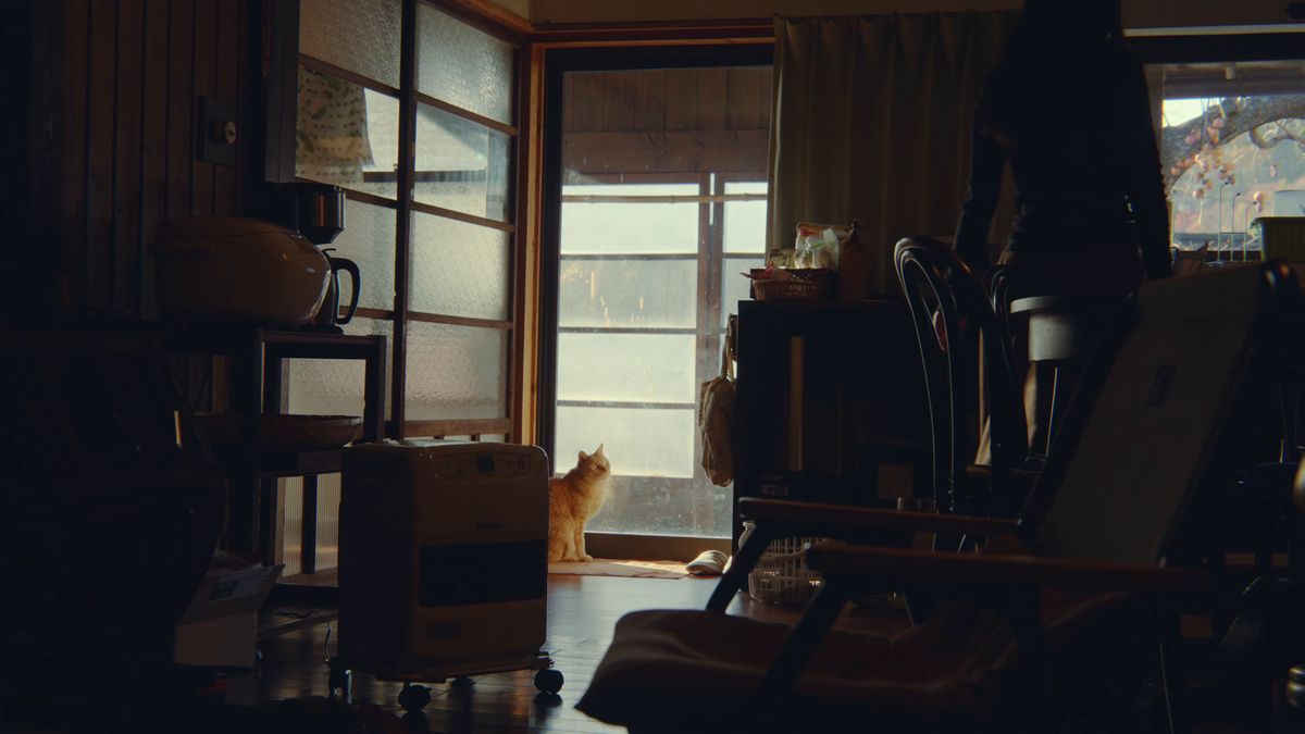 障子越しの光が入る部屋の奥にいる猫